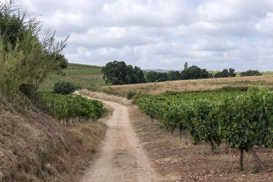 Um caminho de terra a subir entre vinhas.