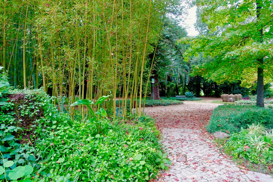 Um caminho de jardim entre bambus e canteiros verdes.