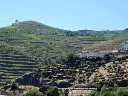 Encostas de vinha em socalcos, com casas brancas ao fundo.