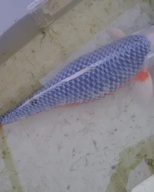 Asagi: a blue-grey koi with orange along the belly.