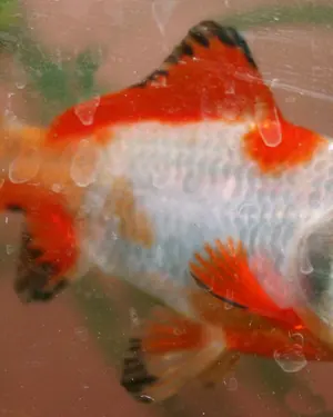 A red and white sarasa comet goldfish.