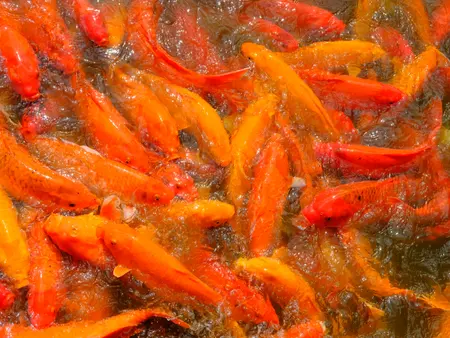 Koi crowding the surface at feeding time.