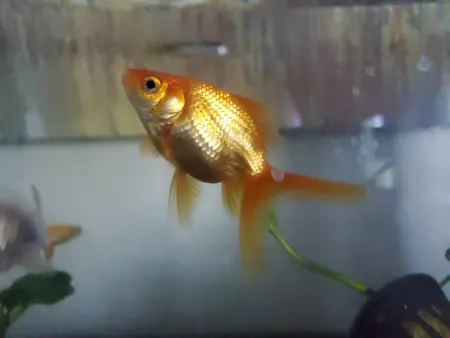 A fantail goldfish in a planted tank.
