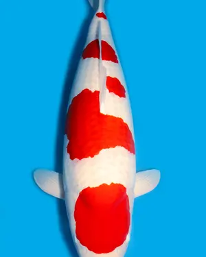 Kohaku: a white koi with red markings along the back.