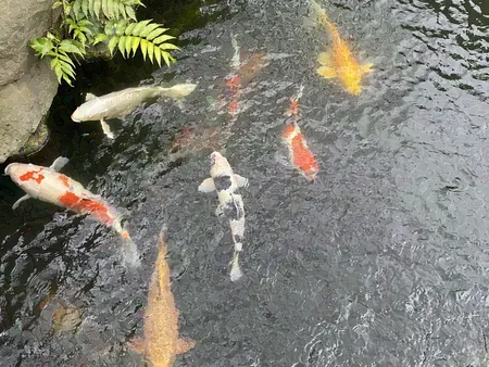 Koi gathered at the surface of a pond.