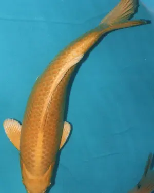 Yamabuki Ogon: a single-coloured metallic gold koi.