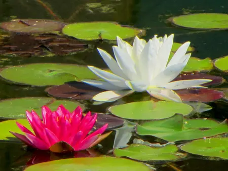 Pink and white water lilies on a pond.
