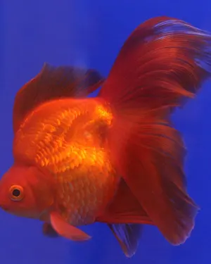A red and white ryukin goldfish, deep-bodied with a long tail.