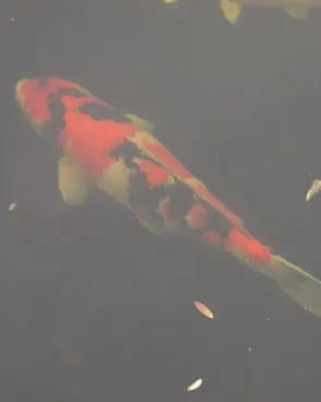Showa: a black koi with red and white markings.