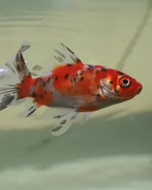 A calico shubunkin goldfish, blue, orange and black.