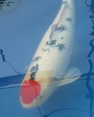 Tancho: a white koi with one red spot on the head.