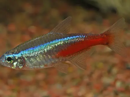 A neon tetra, blue and red, in close-up.